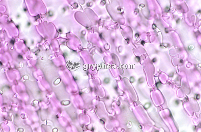 Noyau Datte x100 - gryphea.org